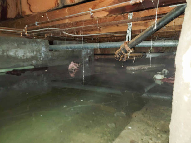Best Local water damage restoration  in Millbrook, AL